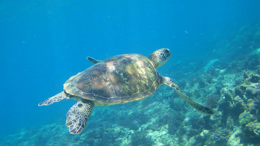 ウミガメが棲みつく豊かな海が広がる